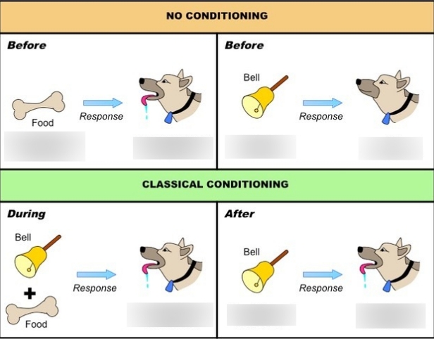 what is associative learning quizlet