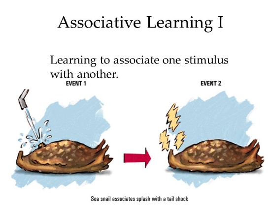 what is associative learning