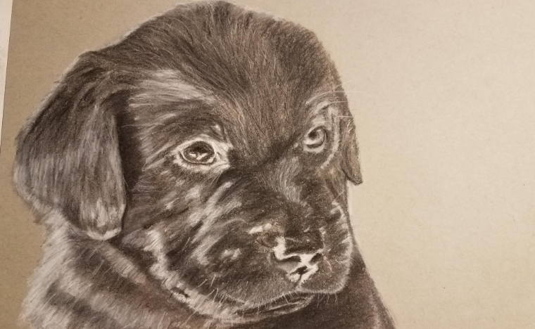 puppy pictures to draw